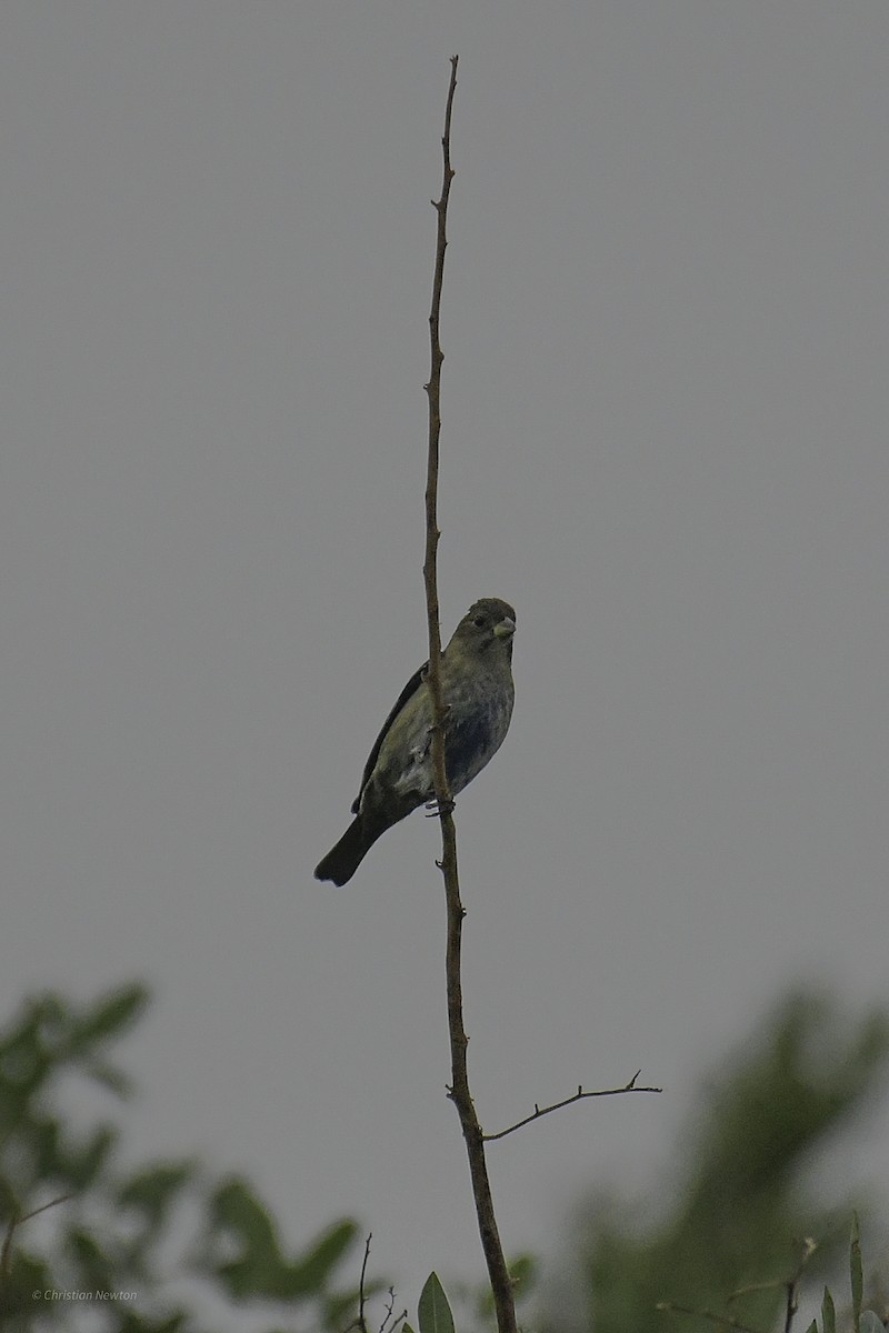 Indigo Bunting - ML639282662