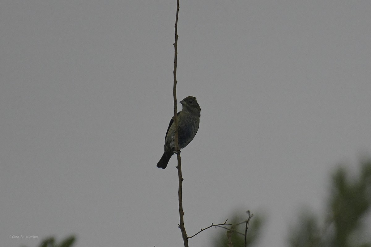 Indigo Bunting - ML639282663