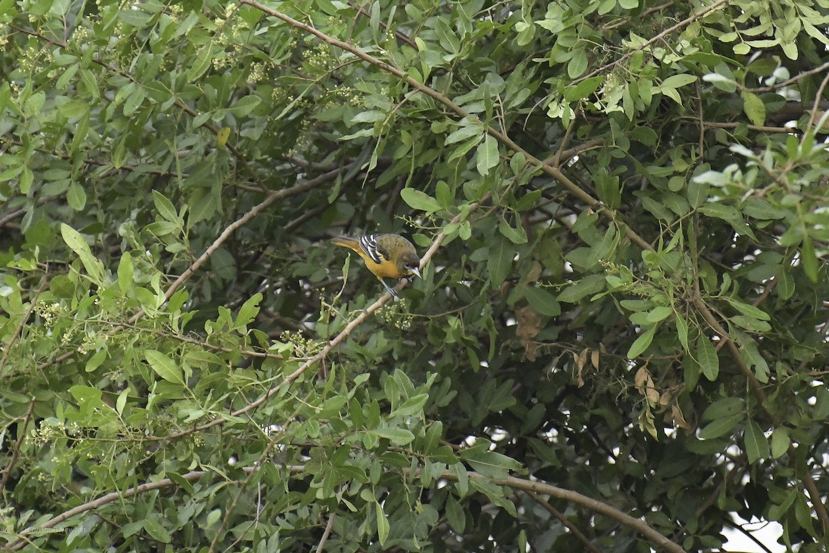 Baltimore Oriole - ML639282667