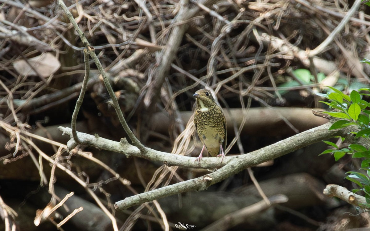 White-throated Rock-Thrush - ML639282668