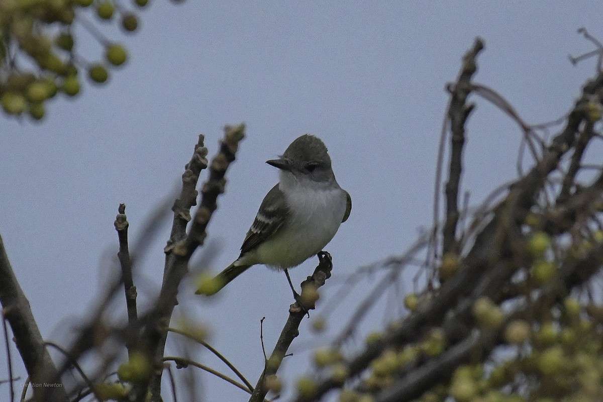 Ash-throated Flycatcher - ML639282669