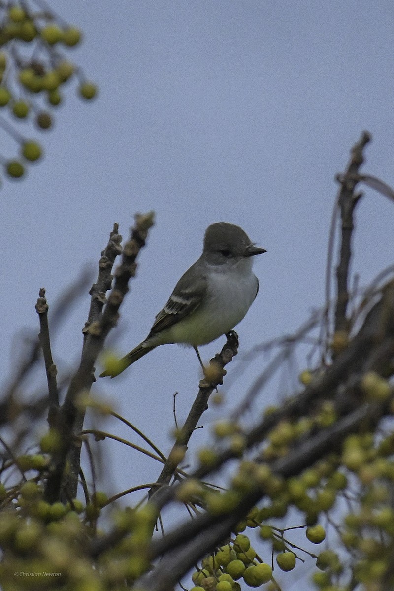 Ash-throated Flycatcher - ML639282670
