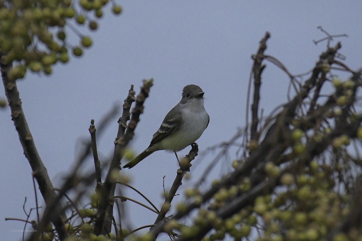 Ash-throated Flycatcher - ML639282672