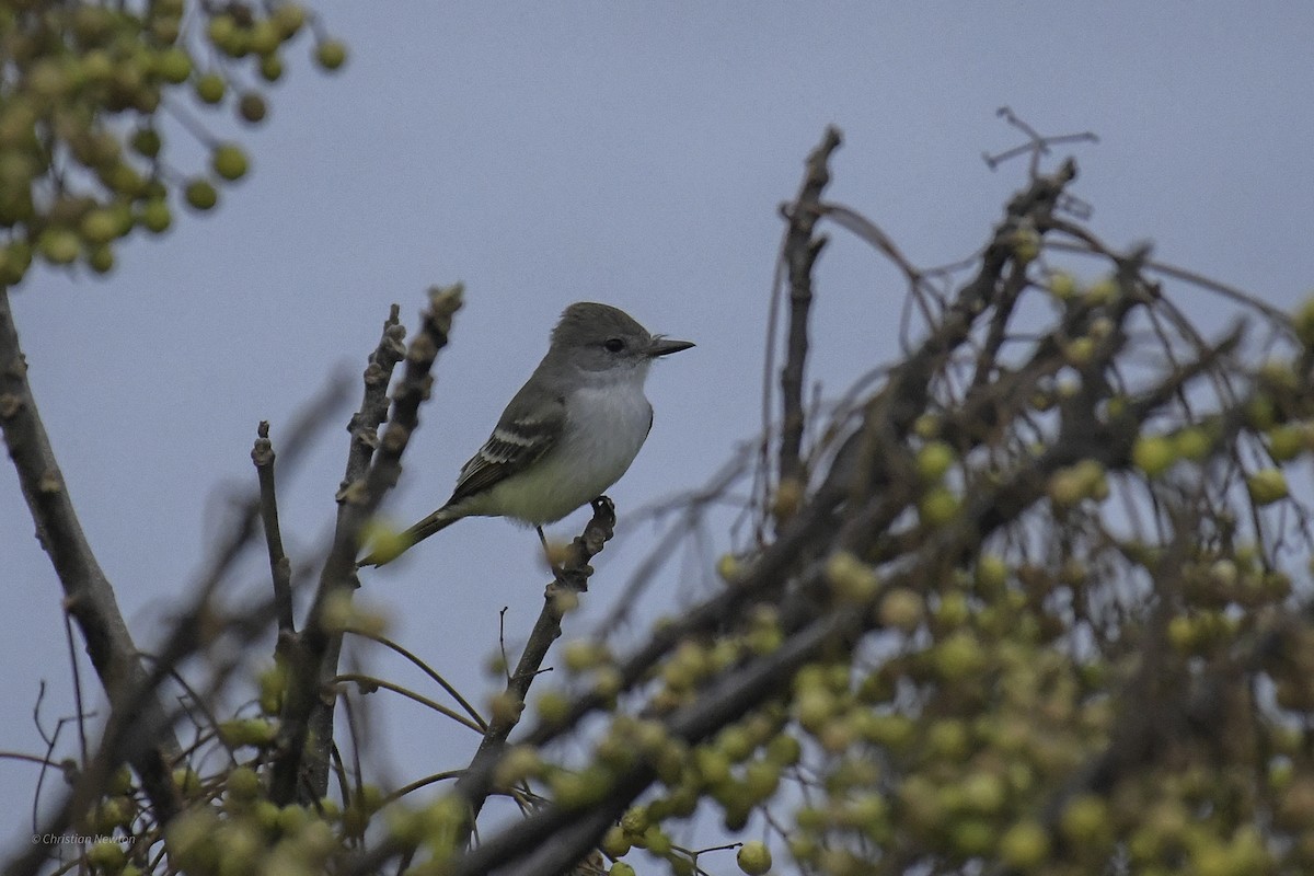 Ash-throated Flycatcher - ML639282673
