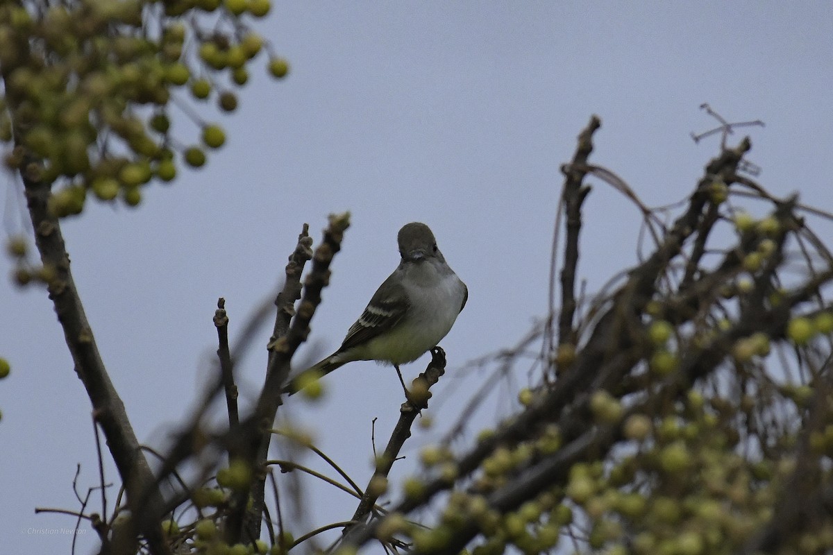 Ash-throated Flycatcher - ML639282674
