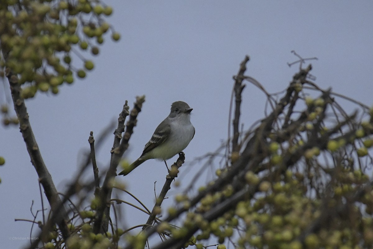 Ash-throated Flycatcher - ML639282675