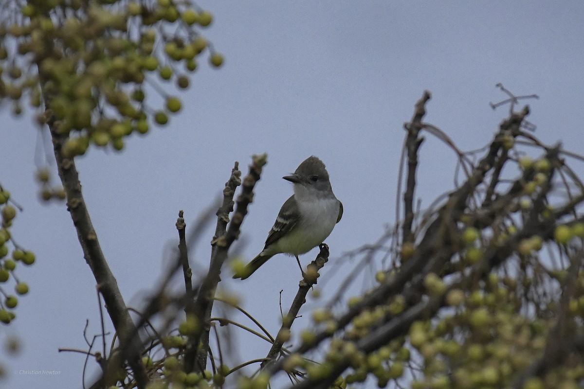 Ash-throated Flycatcher - ML639282676