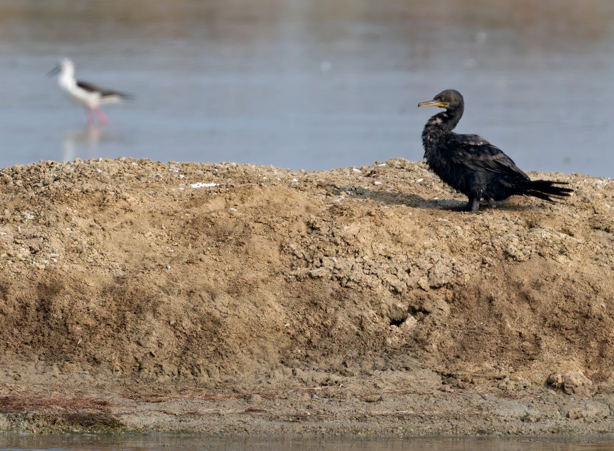 Indian Cormorant - ML639282684