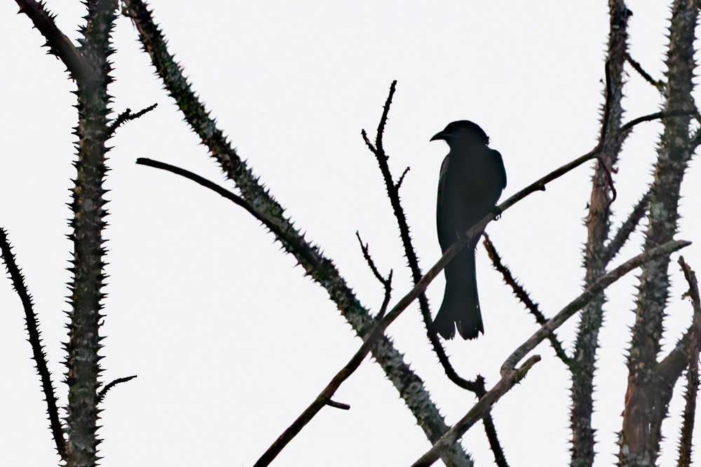 Hair-crested Drongo (Hair-crested) - ML639282730