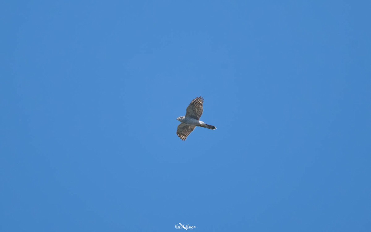 Eurasian Goshawk - ML639282795