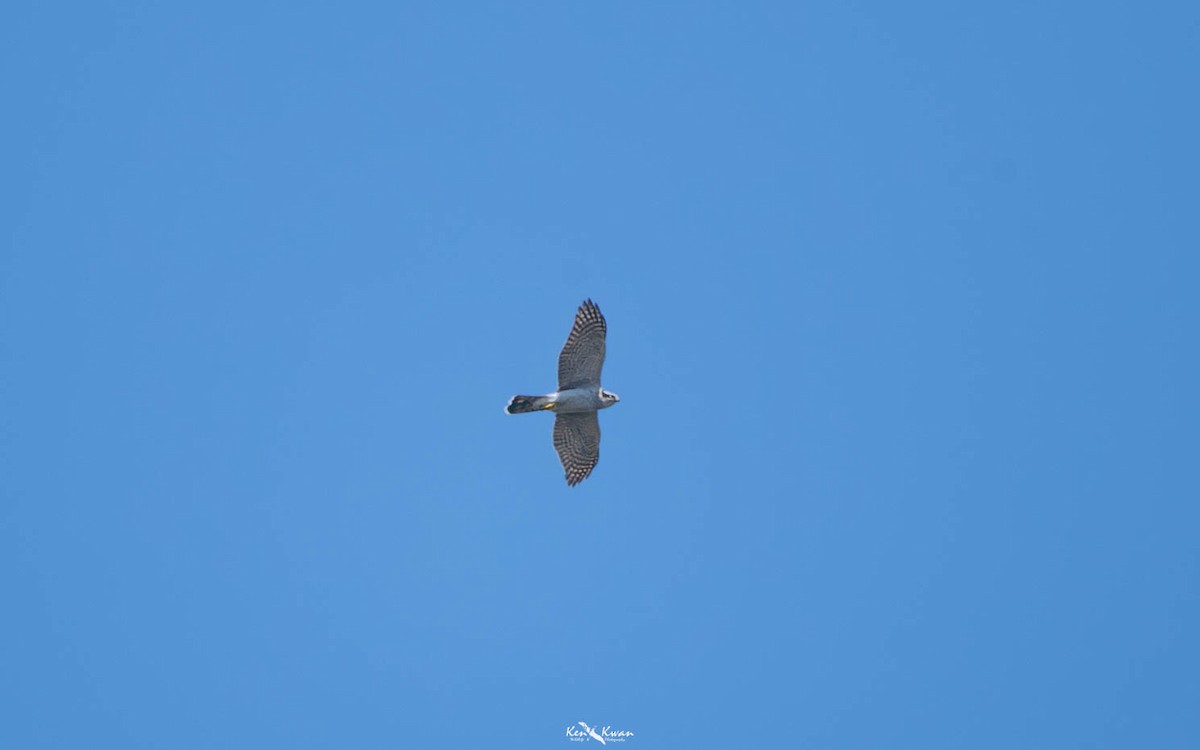 Eurasian Goshawk - ML639282796