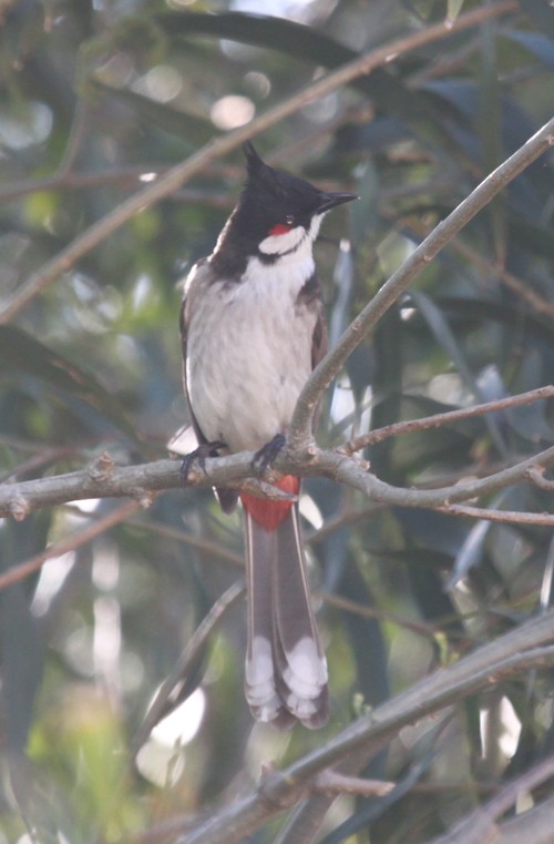 Bulbul orphée - ML639282801