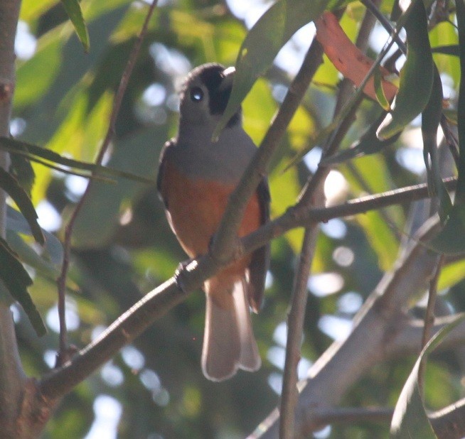 Black-faced Monarch - ML639282803