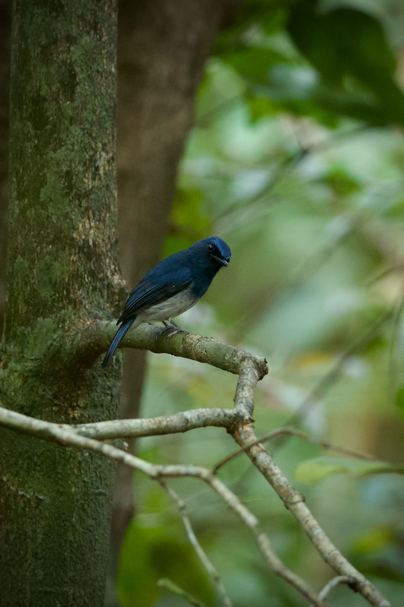 White-bellied Blue Flycatcher - ML639282814