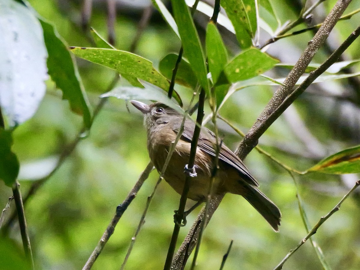 Rufous Shrikethrush - ML639282829