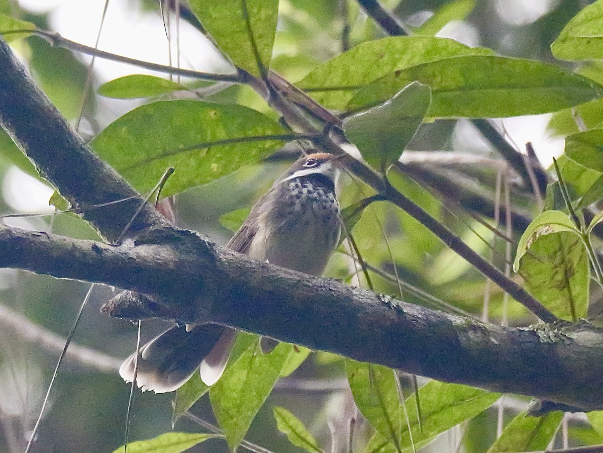 Australian Rufous Fantail - ML639282830