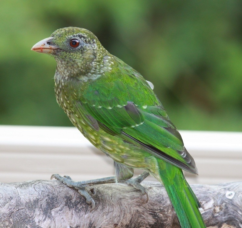 Jardinier vert - ML639282897