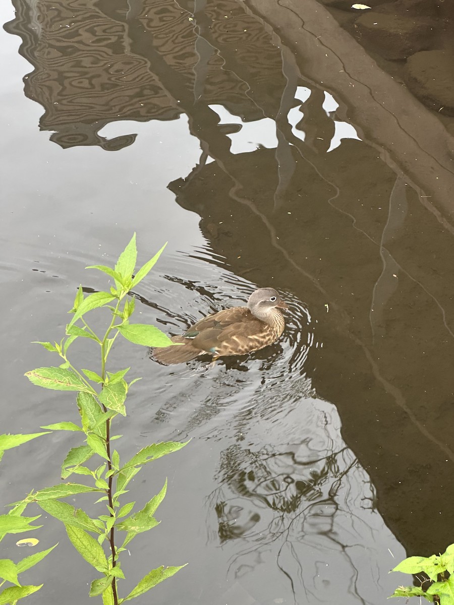 Mandarin Duck - ML639282902