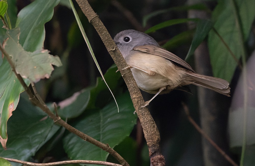 David's Fulvetta - ML639283119