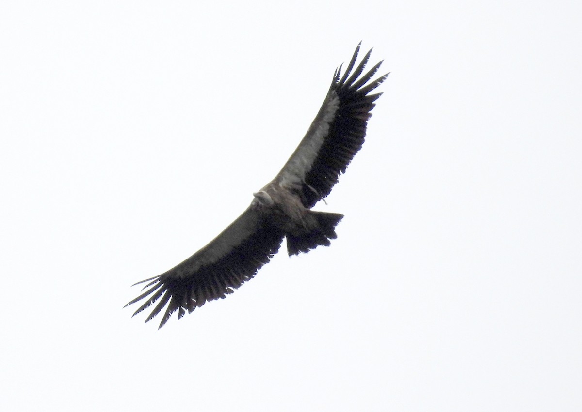 Himalayan Griffon - ML639283258