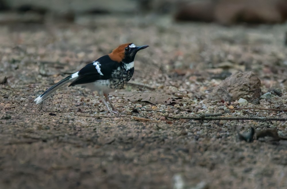 アカエリエンビシキチョウ - ML639283260