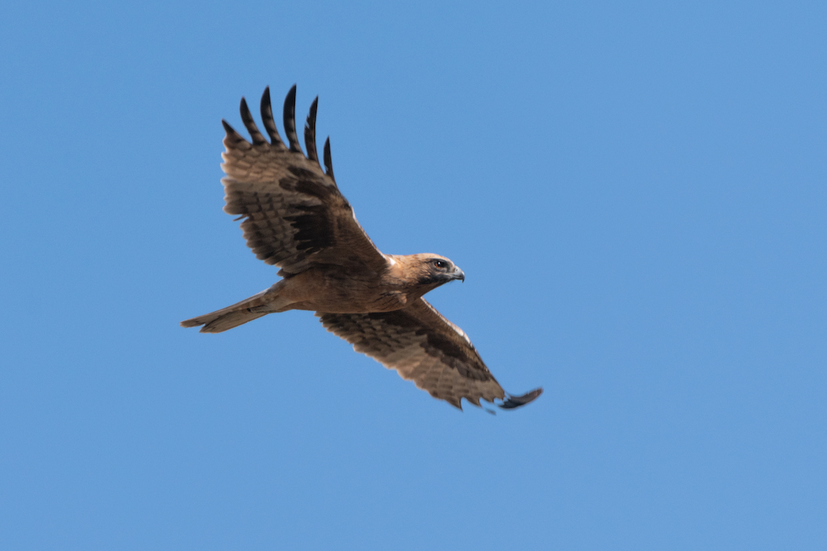 Kaninchenadler - ML639283279