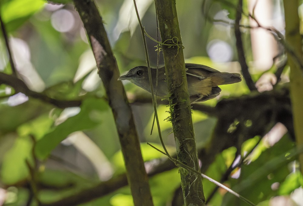 Horsfield's Babbler (Hartert's) - ML639283410