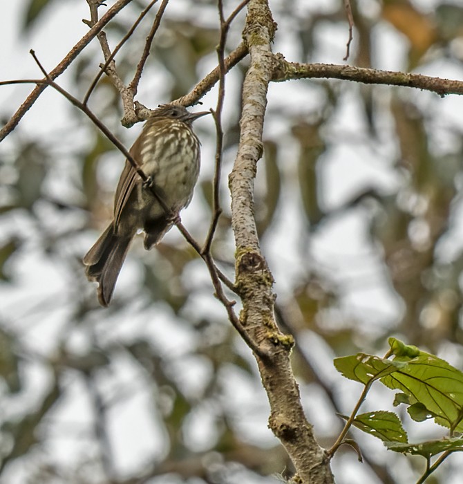 Sumatran Bulbul - ML639283426