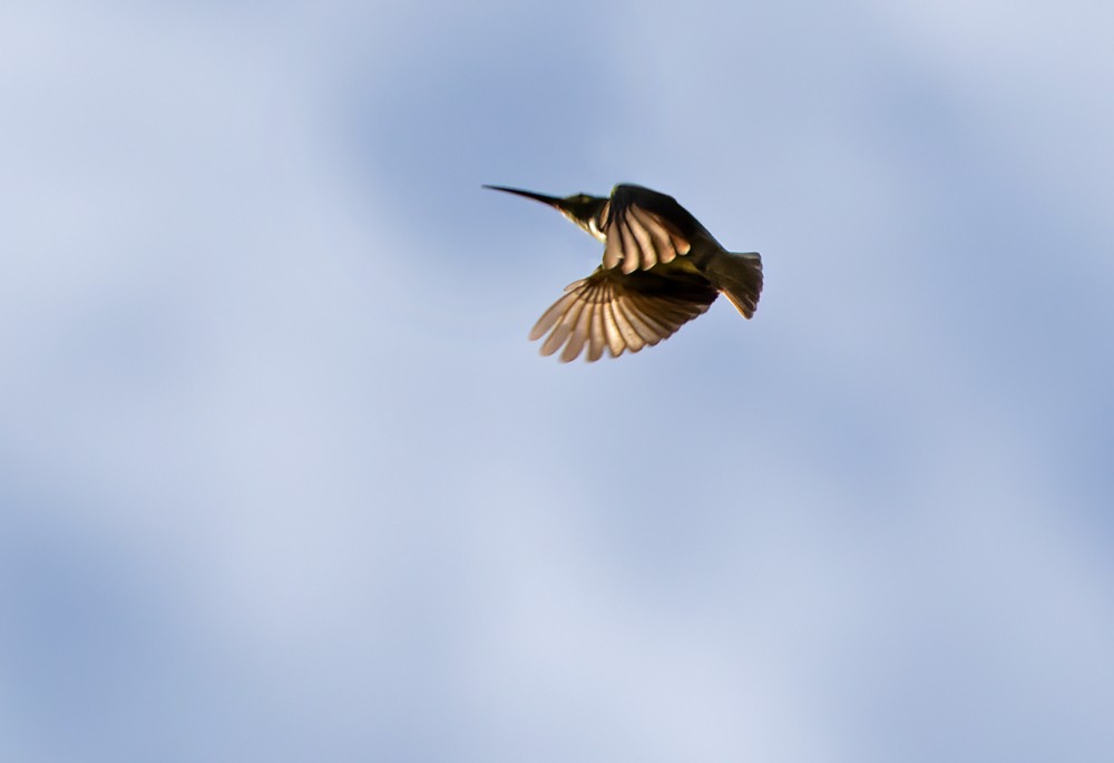 Yellow-eared Spiderhunter - ML639283439