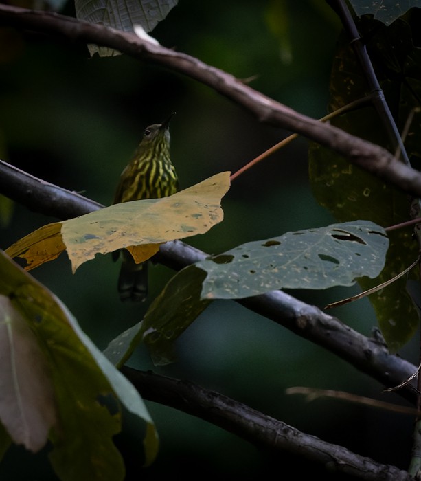 Purple-naped Spiderhunter - ML639283440