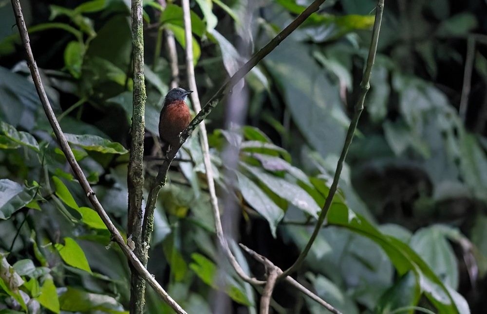 Gray-headed Babbler - ML639283441