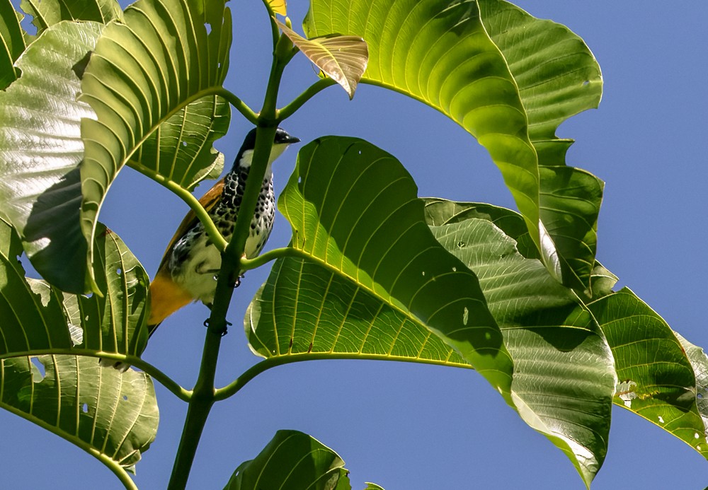 Scaly-breasted Bulbul - ML639283442