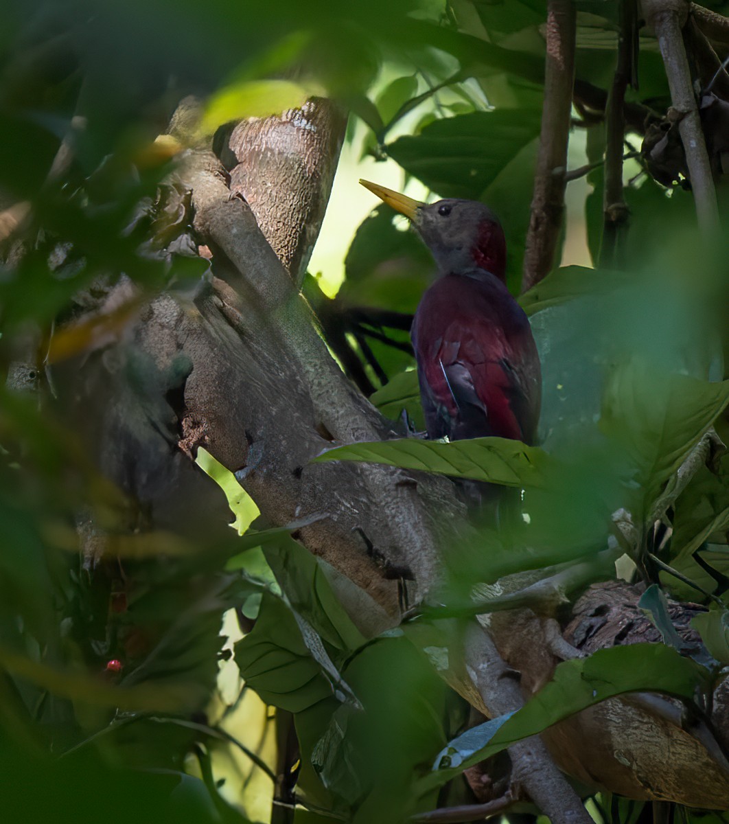 Maroon Woodpecker - ML639283443