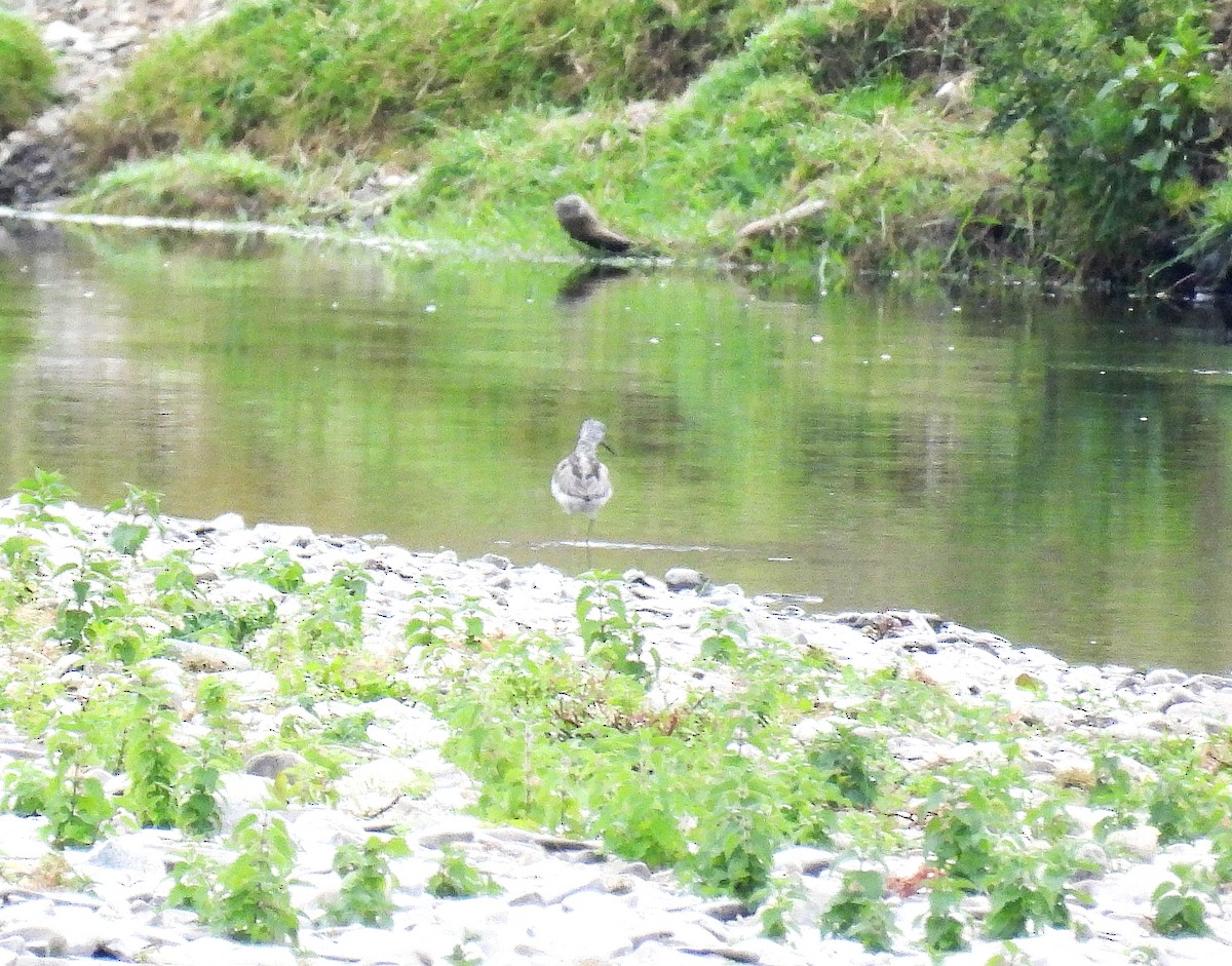 青足鷸 - ML639283489