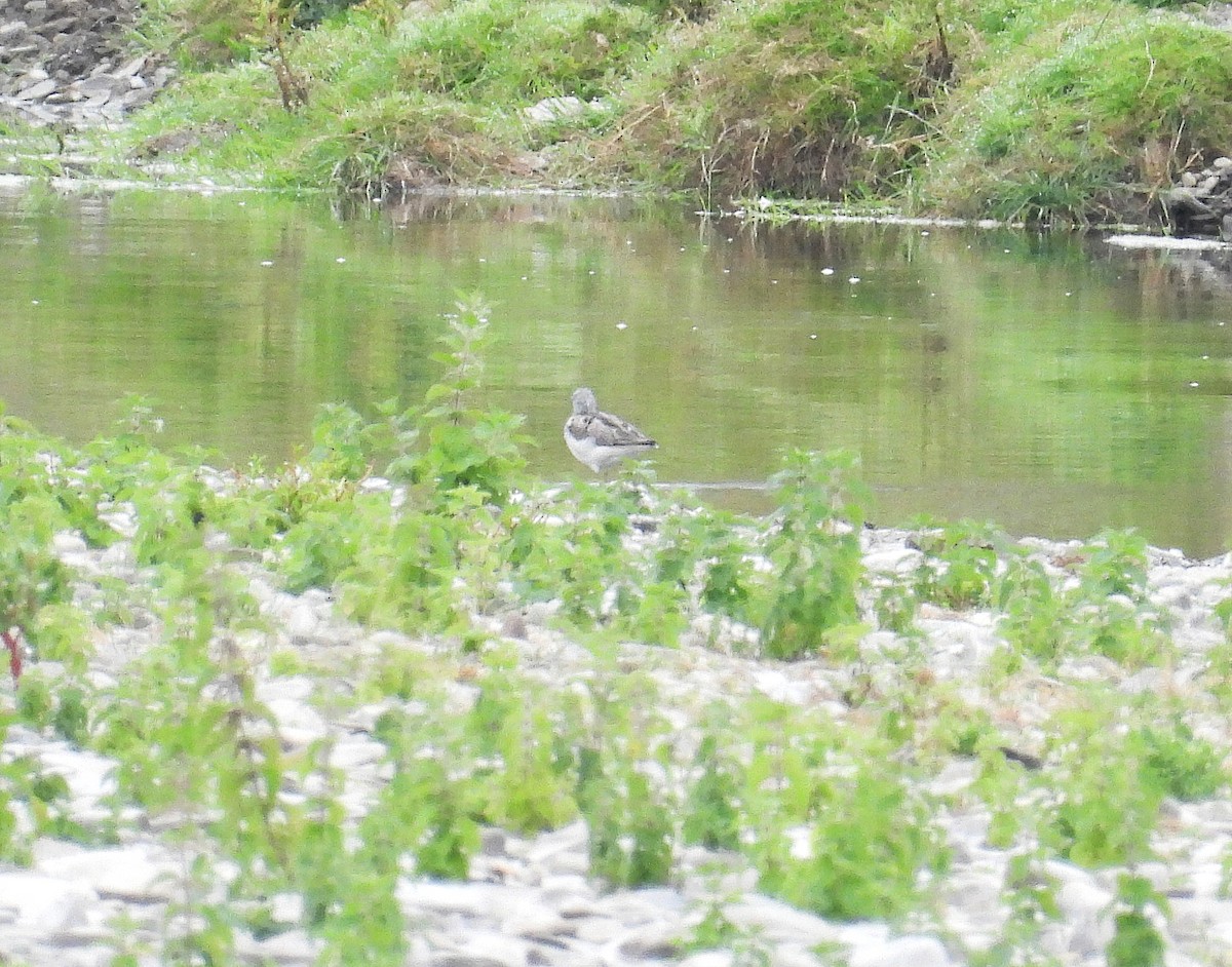 青足鷸 - ML639283490