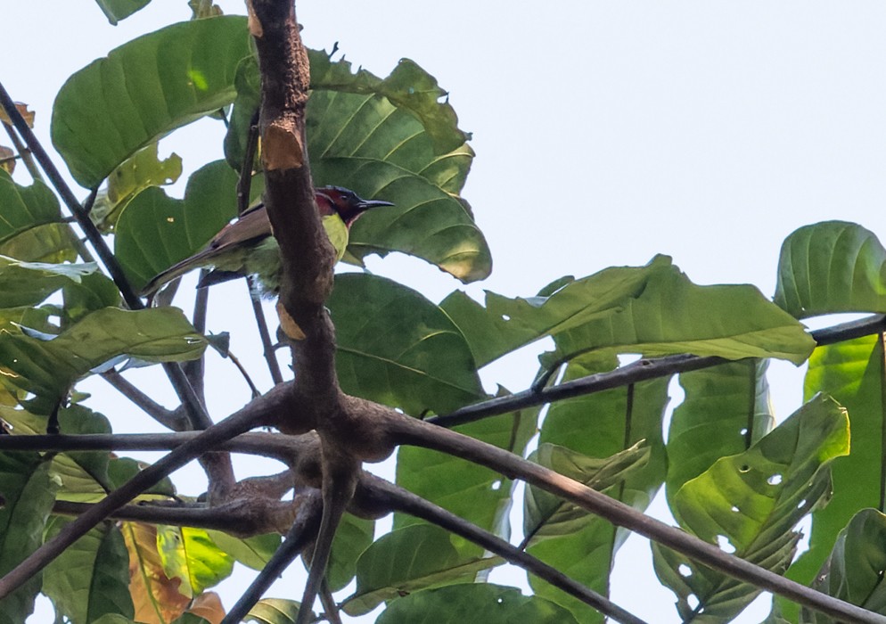 Red-throated Sunbird - ML639283500