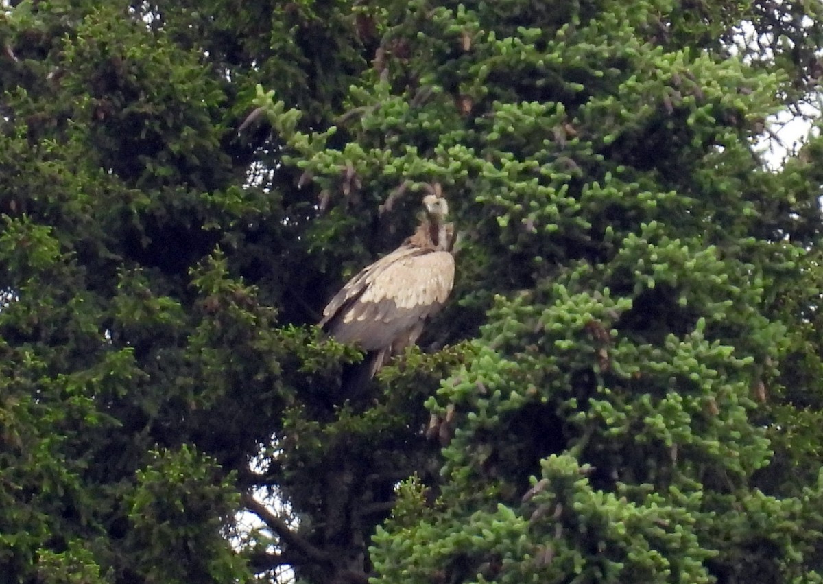 Himalayan Griffon - ML639283516