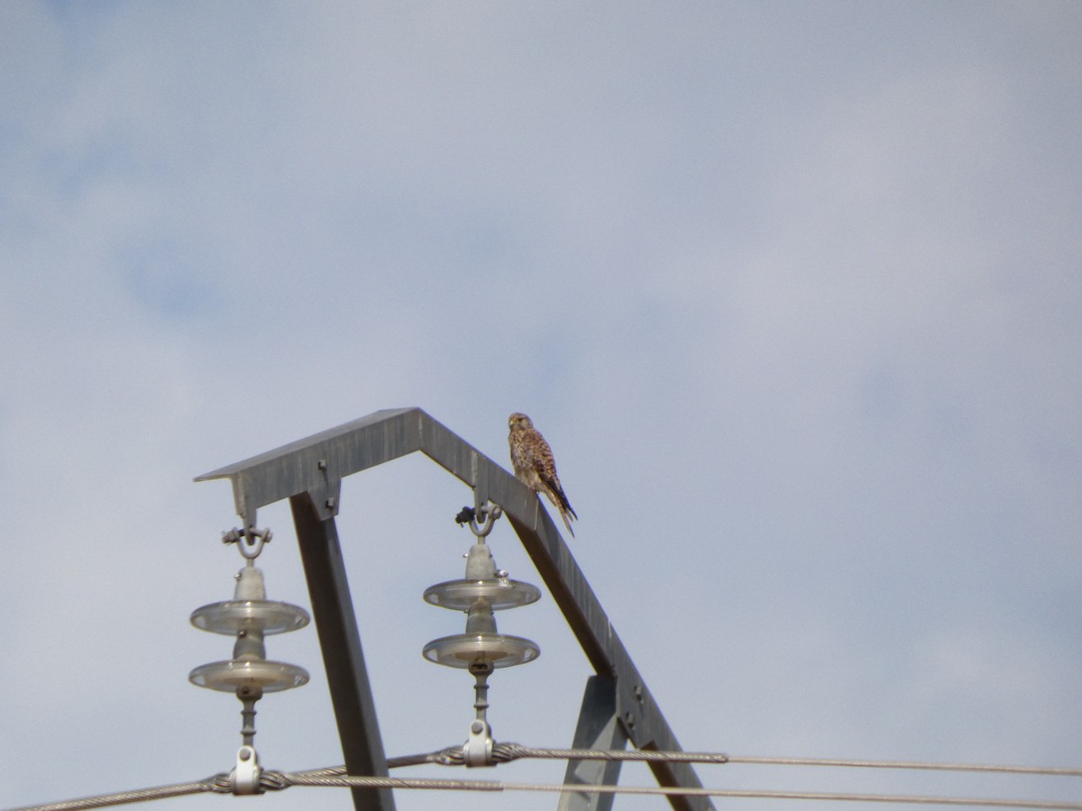 紅隼 - ML639283545