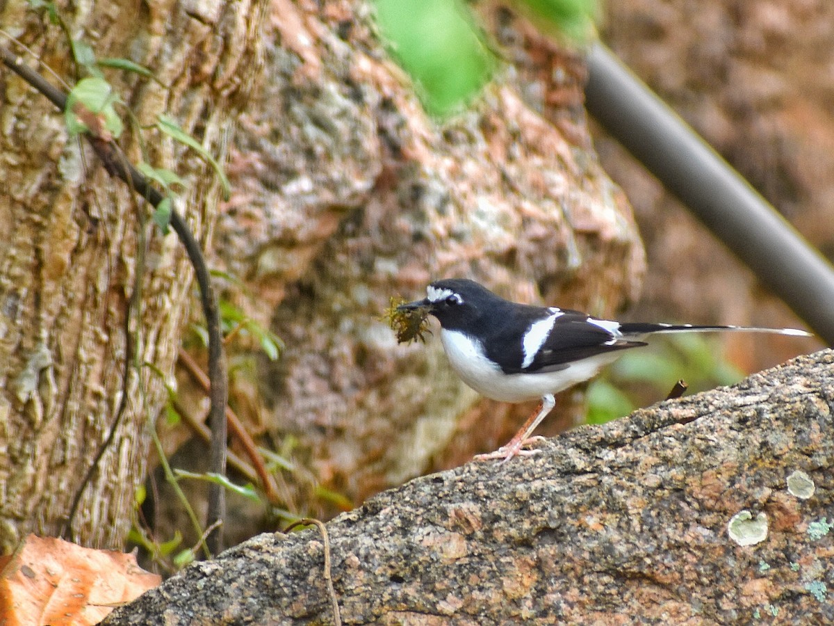 Black-backed Forktail - ML639283559