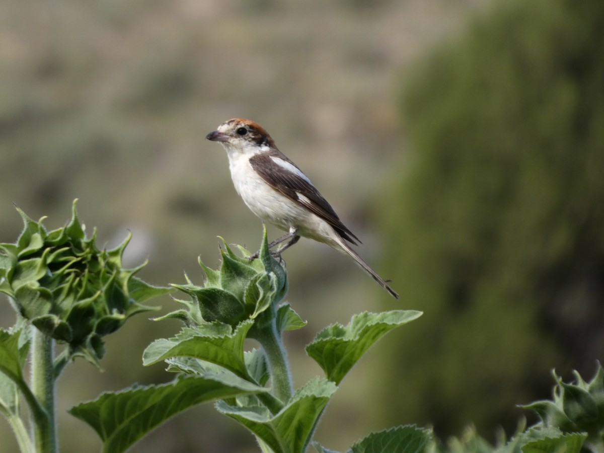 Woodchat Shrike - ML639283577
