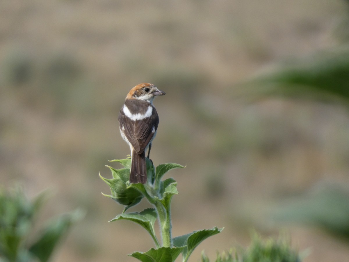 Woodchat Shrike - ML639283581