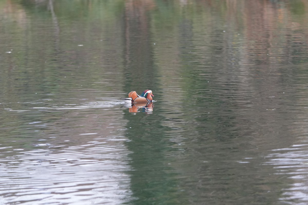 Mandarin Ördeği - ML639283592