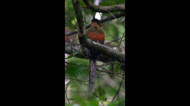 Rufous-capped Motmot - ML639283613