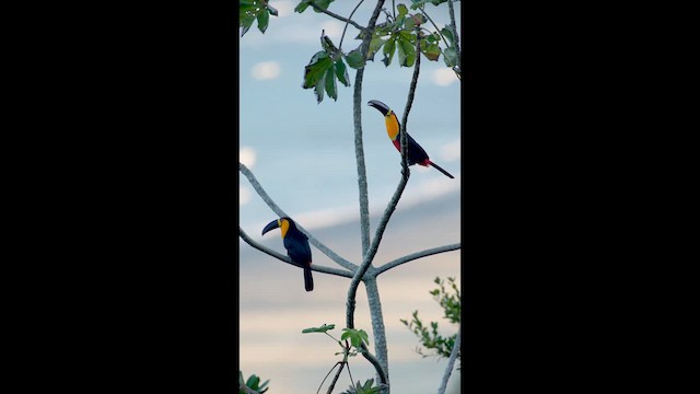 Channel-billed Toucan - ML639283622