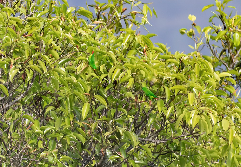 Yellow-throated Hanging-Parrot - ML639283661