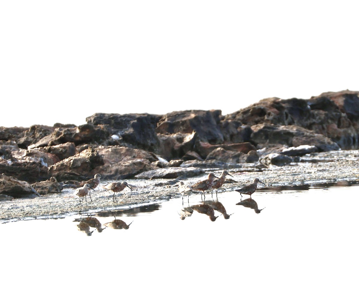 Curlew Sandpiper - ML639283665