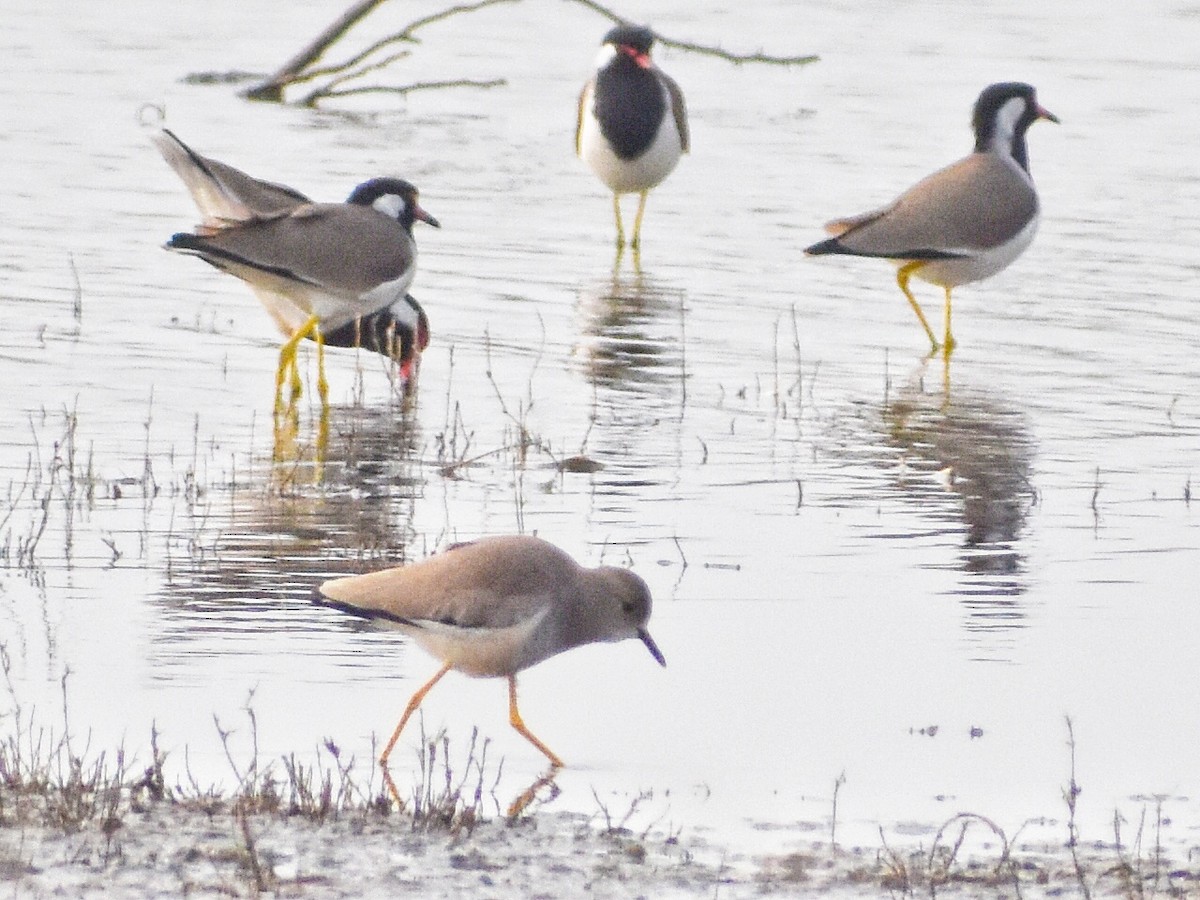Red-wattled Lapwing - ML639283690