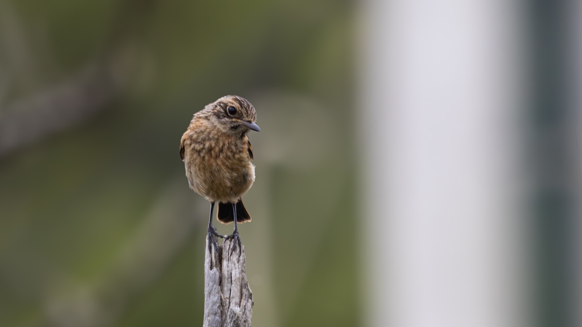 European Stonechat - ML639283711