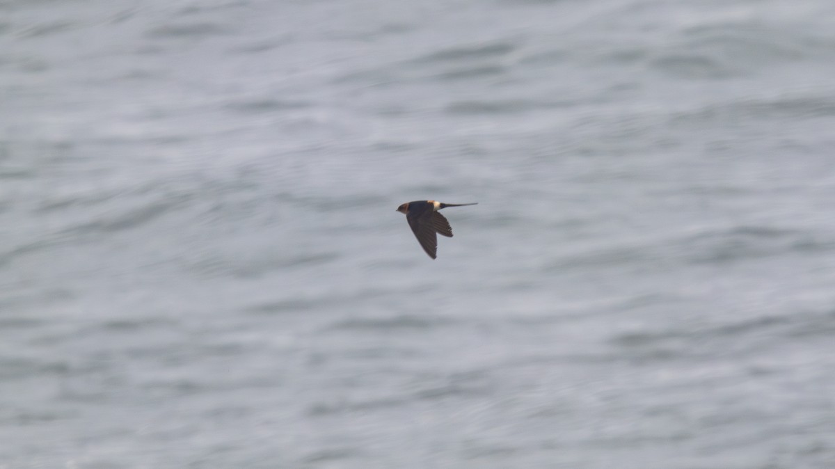 European Red-rumped Swallow - ML639283714