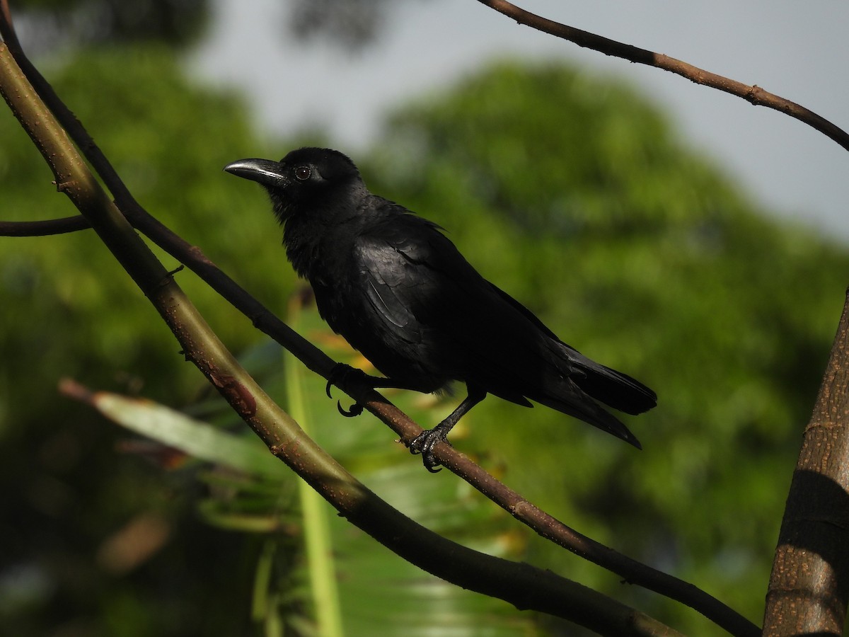 Sulawesi Crow - ML639283807